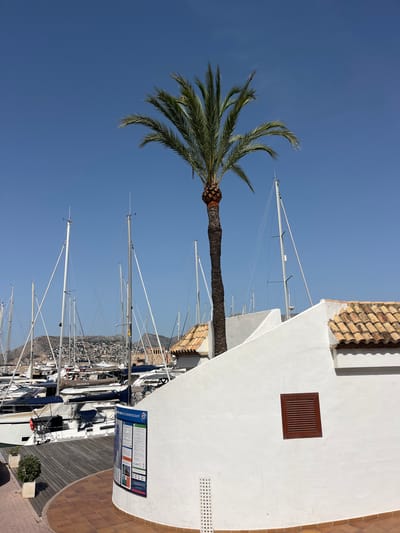 The image depicts a marina scene in Calp, Spain, under a clear blue sky, suggesting daytime. A prominent palm tree, with its fronds reaching towards the sky, stands tall against the backdrop of numerous sailboats. The boats are docked, their masts forming a dense forest of white against the sky, indicating they are not currently sailing. In the foreground, a white building with a tiled roof is visible, along with a wooden walkway and some potted plants. A sign is affixed to the side of the building, featuring text and graphics, likely providing information about the marina or local regulations. The background shows a hillside dotted with buildings, typical of a coastal town. The overall impression is one of a serene and sunny day at a Mediterranean harbor, with a focus on the interplay of natural elements like the palm tree and sky with the man-made structures of the marina and town. The image is oriented vertically, as if captured from a low angle looking upwards.