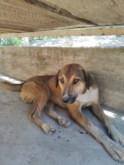 A medium-sized dog with brown and white fur is lying on a concrete surface under a wooden overhang. The dog is facing the camera with its head slightly turned to the right. Its eyes are a striking amber color, and its ears are drooped. The dog's body is positioned to the left of the frame, with its legs extended in front of it. The background consists of a rough, textured concrete wall and glimpses of greenery and sandy ground through the wooden structure. Sunlight casts shadows on the concrete floor. The scene appears to be outdoors, in what could be a courtyard or a sheltered area, possibly in a rural setting given the rough materials and natural elements. The presence of a wooden overhang suggests a utilitarian structure, perhaps part of a farm or a simple dwelling. The overall impression is one of a relaxed or resting animal in a natural, unmanicured environment, possibly within a residential area in Sultonobod, Tajikistan.
