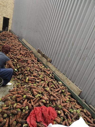 In Khutirske, Ukraine, an outdoor scene depicts a substantial pile of unwashed carrots adjacent to a corrugated metal wall. A person wearing a dark blue top and pants is kneeling amongst the carrots, their right hand extended, possibly sorting or inspecting them. A red mesh bag sits in the foreground, partially filled with carrots. The ground appears to be concrete or dirt. The overall impression is one of agricultural work or harvest processing.