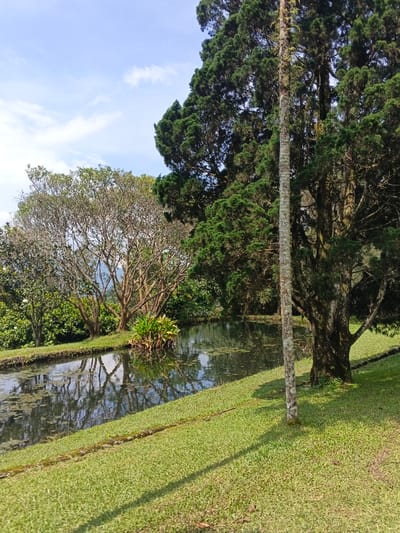 A tranquil pond reflects trees under a partly cloudy sky. Lush green grass carpets the foreground, merging with the water's edge. A slender, textured tree trunk stands tall on the right, casting a shadow onto the lawn. The pond mirrors the trees, creating a harmonious blend of natural elements. Vegetation sprouts from the water, adding a touch of wildness to the scene.
