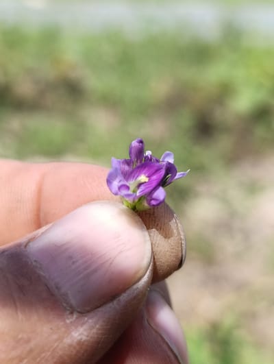 A close-up shot shows a person's thumb and index finger holding a cluster of small purple flowers. The fingers are tanned and appear rough, with visible skin texture and dirt under the fingernail of the index finger. The flowers are delicate, with multiple petals and a visible yellow stamen. The background is blurred, showing a mix of green and brown hues, suggesting an outdoor environment with vegetation. The overall scene is one of gentle interaction with nature, focusing on the intricate detail of the flowers held by the hand. This image does not contain any information indicating a location in Васильевка, Kyrgyzstan.