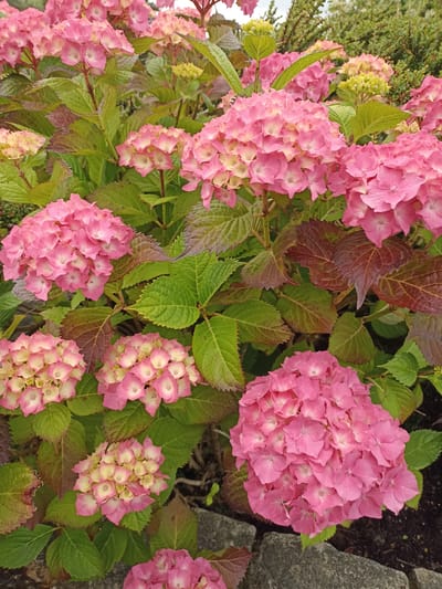 The image displays a close-up, eye-level view of a cluster of pink hydrangeas. The flowers are the dominant feature, with large, round blooms composed of numerous smaller florets. The petals range in color from a deep pink at the edges to a lighter, almost white pink towards the center. The hydrangeas are set against a backdrop of lush green leaves, some of which exhibit hints of reddish-brown, suggesting the changing seasons or a specific variety.
The scene appears to be an outdoor garden setting. In the lower right portion of the image, several grey stones are visible, partially embedded in dark soil, indicating a pathway or border within the garden. The background shows a dense arrangement of green foliage and branches, suggesting other plants or shrubs. The lighting appears to be natural daylight, illuminating the flowers and leaves without harsh shadows.
The image does not contain any people or animals. The focus is solely on the botanical subject matter. The location is identified as Annagry, Ireland.