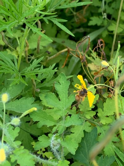 A close-up, eye-level shot captures a bee in the process of pollinating a yellow flower. The bee, positioned on the right side of the image, is facing left and appears to be actively engaged with the flower's petals. Surrounding the flower is a dense cluster of green foliage, with some dried brown plant matter also visible. The background is a blur of green and brown, suggesting an outdoor, natural setting. The image does not contain any specific details to indicate a location in Ustinovka, Russia.