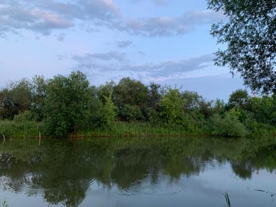 The image depicts a tranquil natural scene at dusk, likely located in or near the village of Surovatikha, Russia, given the information provided. The foreground is dominated by a calm body of water, reflecting the lush green foliage of trees and bushes that line the opposite bank. The water surface shows subtle ripples, indicating minimal disturbance. The trees form a dense barrier along the water's edge, with varying shades of green suggesting a mix of tree types and vegetation. Above the tree line, the sky is a soft gradient of blue, transitioning from a lighter hue near the horizon to a deeper shade overhead. Scattered clouds, tinged with grey and pink, are visible against the twilight sky, suggesting the end of a day. On the right side of the image, a large tree branch extends into the frame from the top, its leaves finely detailed against the sky. Several thin, light-colored vertical stakes or branches are sparsely placed along the water's edge in the middle ground. The overall impression is one of peaceful natural beauty.
