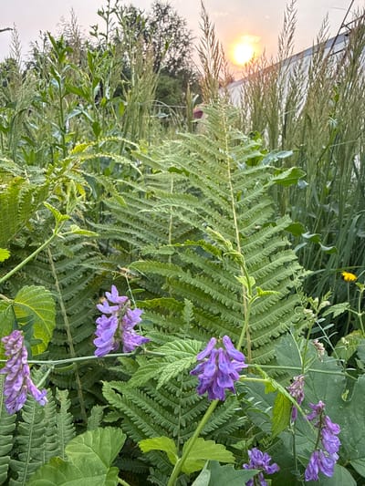 The image shows a close-up view of various plants, including ferns and purple flowers, against a backdrop of tall grasses and trees. The sun is visible in the upper left corner, casting a warm glow and suggesting it is either sunrise or sunset. The sky appears overcast. The scene is lush and green, indicating a natural, outdoor setting, likely in a wild or overgrown area. The orientation of the image is portrait, and it has been rotated to a landscape orientation. There is no text visible in the image.