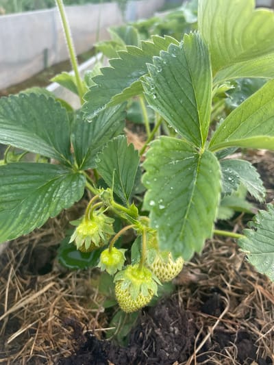 A close-up, eye-level shot captures an unripe strawberry plant in a garden setting. The plant features large, serrated green leaves, some bearing water droplets. Several small, pale green strawberries, some showing developing seeds, hang from the stems. The ground beneath the plant is covered with a layer of dried straw and dark soil. In the background, a blurry white structure, possibly a greenhouse or raised bed, is visible. The image is taken outdoors, under natural lighting. There are no people or animals present in the scene.