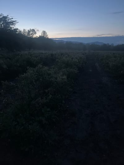 The image captures a rural or semi-rural landscape within the city of Kran, Bulgaria, during twilight hours, likely dawn or dusk. The upper third of the frame displays a sky gradient from a soft blue at the zenith to a lighter, faintly colored band at the horizon, beneath scattered, indistinct cloud formations. A layered mountain range is visible in the far distance, appearing as dark silhouettes against the lighter sky. Immediately in front of the mountains, a dense line of trees and tall vegetation forms a dark, undulating silhouette, partially obscured by a subtle atmospheric haze. The foreground is occupied by a field of dense, dark-green, low-growing vegetation, possibly crops, exhibiting minimal detail due to low light. A distinct, uneven dirt path or track runs from the bottom center of the frame, receding into the midground. No individuals, animals, or artificial structures are discernible. The scene is illuminated by ambient natural light, creating deep shadows and limited visibility of specific details within the vegetation and ground.