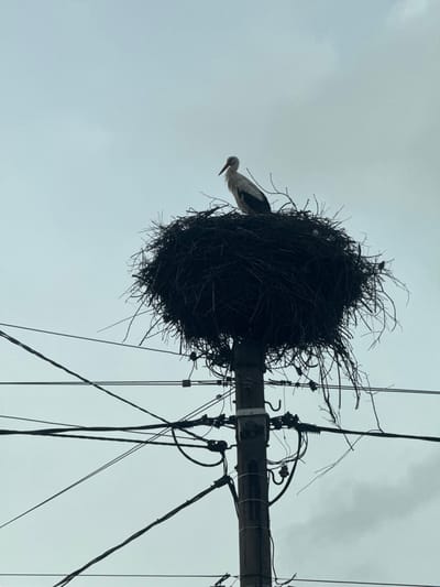 The image displays a white stork (Ciconia ciconia) positioned atop a large, dense nest of branches and twigs, which is securely mounted on a utility pole in Vitanovtsi, Bulgaria. The stork, visible in profile facing left, exhibits white plumage, dark primary feathers, and a reddish bill. Within the nest, to the right of the stork, at least two light-colored eggs are discernible. The pole, constructed of a dark, weathered material likely concrete, is heavily equipped with numerous black electrical and communication cables, white ceramic insulators, and a grey utility box. Multiple smaller, dark-feathered birds are observed perched on the lower sections of the nest and on wires connected to the pole. The sky above is uniformly overcast and light grey, indicating diffused daylight conditions.