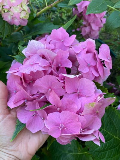 The image is a close-up, eye-level shot of a cluster of pink hydrangeas, with a human hand gently supporting some of the blooms. The hydrangeas are vibrant and in full bloom, with many individual florets forming a large, rounded inflorescence. Some of the petals show slight discoloration or browning at the edges, indicating the natural progression of the flowers.
A human hand, with visible lines and skin texture, is positioned in the lower right quadrant of the frame, carefully holding a portion of the hydrangea. The hand appears relaxed, suggesting a gentle interaction with the plant.
In the background, more hydrangeas can be seen, some in deeper pink hues and others appearing lighter, almost pastel or greenish-pink, suggesting a mix of bloom stages or different plants. Lush green leaves surround the flowers, providing a natural, garden-like setting. The lighting suggests it is daytime, possibly late afternoon, with soft light illuminating the flowers. There are no visible signs of text in the image. The overall impression is one of natural beauty and a moment of appreciation for the delicate flowers. The context provided places the scene in Liuboml, Ukraine.