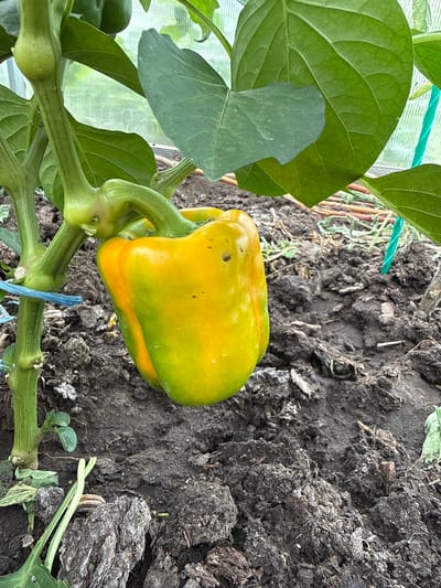 A single, partially ripe bell pepper, transitioning from green to yellow and orange, hangs from its stem in a garden setting. The pepper is the central subject, its curved shape and vibrant colors suggesting growth. It is attached to a thick green stem, which is part of a larger pepper plant, evidenced by several large, veined green leaves in the foreground and other developing peppers further down the stem. The plant appears to be growing in dark, rich soil, some of which is clumped and uneven. In the background, the texture of the soil continues, with some dry, bark-like organic matter visible. A light-colored translucent material, likely plastic sheeting from a greenhouse or cold frame, is visible in the upper left corner, suggesting a protected growing environment. A thin blue string is tied around one of the plant's stems, possibly for support. The lighting suggests it is daytime, with natural light illuminating the scene. The overall impression is one of a healthy plant in a garden, likely in a temperate climate, with a focus on the ripening fruit. There is no visible text in the image.