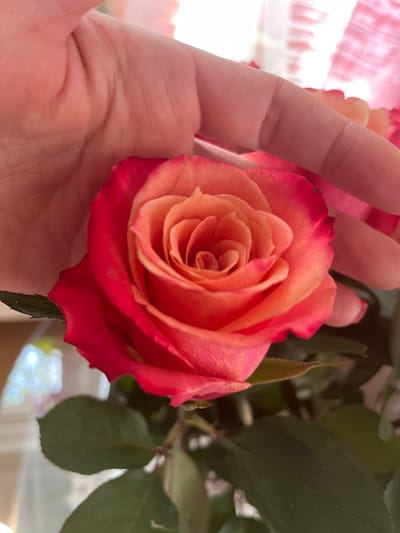 A close-up, overhead shot showcases a delicate, bi-colored rose held within a person's hand. The rose displays a gradient of color, transitioning from a soft, peachy-pink at its center to a richer, more vibrant coral-red at its outer petals. The petals are tightly furled in the center, gradually unfurling outwards, revealing subtle textures and veins. The hand, gently cupping the rose, exhibits faint lines and creases, with a hint of a pink fingernail visible on one of the fingers. The background is softly blurred, suggesting an indoor setting bathed in natural light, with hints of other floral elements and green leaves contributing to a lush, slightly diffused atmosphere. The overall impression is one of tenderness and appreciation for nature's beauty. The image was taken in Bayreuth, Germany.