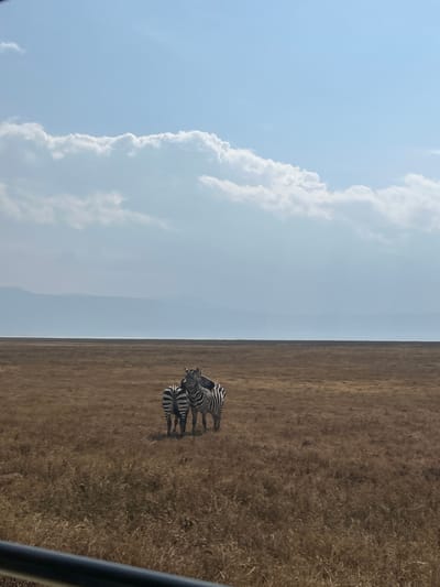 The scene is set in an expansive savanna within Ilturot Lorkereyan, Tanzania, under a clear sky marked by prominent white cumulus clouds. The foreground and mid-ground consist of vast, flat terrain covered in dry, golden-brown grasses. A distinct horizon line separates the grassland from a distant, hazy blue mountain range or elevated landmass. In the mid-ground, two zebras are present. One zebra stands with its back to the viewer, exhibiting its black and white striped hindquarters. Immediately adjacent and slightly behind it, a second zebra is positioned, facing generally towards the left, with its head and upper body visible, also displaying characteristic black and white stripes. The zebras appear to be standing still. Across the lower left quadrant of the frame, a dark, horizontal rail or bar is visible, suggesting the image was captured from inside a vehicle. No human subjects or other animal species are discernible.