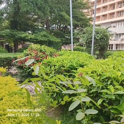This image depicts a well-maintained garden area with lush greenery in front of a building. In the foreground, various plants and bushes are visible, with some featuring vibrant red flowers. The background shows a multi-story building with numerous windows and a light-colored facade. A tall metal pole stands prominently in the middle ground. The overall environment suggests an outdoor space in an urban setting, likely associated with an institution or commercial property. The text overlay in the bottom left corner indicates "Samsung Galaxy A05 June 11, 2026 17:25", suggesting this is a photograph taken with that device on that date and time. Without additional context or specific landmarks visible, it is impossible to pinpoint the exact location within Jama A, Nigeria.