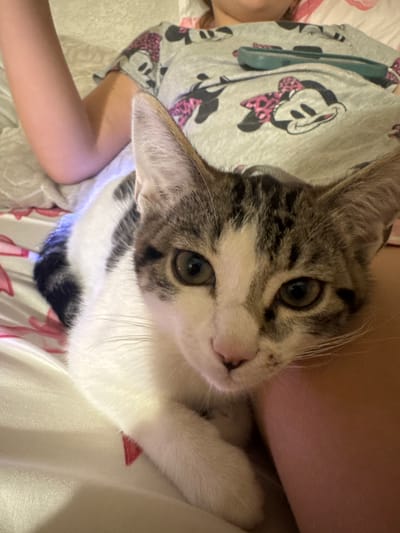 A young person, wearing a grey t-shirt with a Minnie Mouse print, is sitting on a bed covered with white and pink patterned bedding. Their arm is resting on the bed. A tabby and white kitten is nestled against the person's leg. The kitten has large ears, green eyes, and a white chest and paws. The background shows a wall or headboard. The scene appears to be indoors, likely in a bedroom.