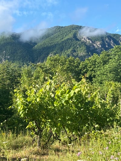 The image depicts a landscape in Khvanchkara, Georgia. In the foreground, a lush green vineyard with thick vines and broad leaves occupies the lower half of the frame, bathed in sunlight. The vineyard is surrounded by tall, dry grass and scattered wildflowers in shades of pink and white. Behind the vineyard, a dense forest of green trees stretches across the middle ground. The background is dominated by a majestic, tree-covered mountain range. Wisps of white clouds cling to the mountain slopes, partially obscuring the rugged terrain and rocky outcrops visible in places. The sky above is a clear, bright blue with a few scattered white clouds. The overall impression is one of natural beauty and tranquility.