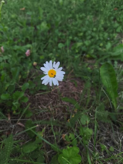 A close-up shot focuses on a single daisy in a grassy field. The daisy has white petals surrounding a bright yellow center. Several small, dark insects, appearing to be flies, are resting on the center of the flower. The background is a blur of green grass and dry, brown foliage, suggesting an outdoor setting in a natural environment. The lighting appears somewhat diffused, possibly indicating an overcast day or late afternoon light. There are no people or visible text in the image. The scene is peaceful and highlights the intricate details of the flower and its tiny visitors. The location context provided is Pegnitz, Germany.