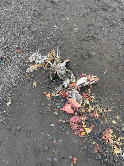 A decomposing bird carcass lies on dark, gravelly ground, surrounded by decaying organic matter. The bird's remains consist of bones, feathers, and soft tissue. Scattered leaves in shades of red, orange, and yellow mix with small stones, creating a landscape of decay. Fine gravel transitions to larger rocks and coarse soil. The background is dark and textured.
