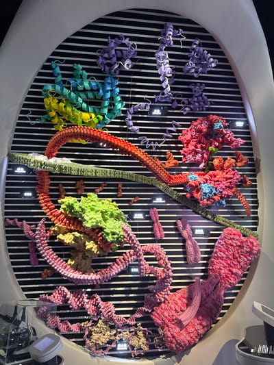This image captures a brightly illuminated, wall-mounted exhibit located in Guangming District, China. The central subject is a large, oval-shaped display board featuring numerous three-dimensional, colorful models of biomolecules and cellular structures. The background of the display consists of a black surface with thin, evenly spaced horizontal white stripes.

Various macromolecular models are suspended or mounted across the striped background. In the upper left quadrant, a large, intricate coiled structure transitions from yellow to green to blue, likely representing a complex protein. To its right, several smaller, purple helical and globular structures, also representing proteins, are visible.

Mid-level, a long, segmented red-orange chain, likely RNA, extends horizontally across the display, appearing to interact with a textured green band, possibly a membrane or a large complex. Below this, smaller orange rod-like structures are present. In the mid-right, several large, irregular, predominantly pink and red masses with blue highlights suggest complex protein assemblies or ribosomes.

The lower half of the display features a prominent structure composed of bright green and tan components, possibly a nucleosome or protein-DNA complex, from which a pink, helical chain (DNA) extends and coils. Further to the lower left, more intricate pink double-helical structures, clearly representing DNA, are intertwined with beige, globular forms, indicative of histones. Small white rectangular plaques with black Chinese characters are distributed throughout the display, identifying various models such as "蛋白质" (protein), "RNA," "DNA," and "染色体" (chromosome). Two distinct pink, X-shaped structures, unequivocally chromosomes, are displayed in the lower mid-right. A large, textured pink mass occupies the lower right, potentially depicting a larger cellular component.

No people are visible. The models are static, arranged for informational display within what appears to be a museum or science exhibition environment. A subtle reflection is present on the lower portion of the display, suggesting a protective barrier. A small white device with a visible screen, possibly an interactive console, is partially visible on a counter beneath the display in the lower left corner.