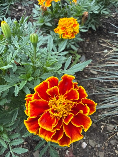 This is a close-up, high-angle, vertical shot of a vibrant orange and red marigold flower in bloom. The flower is in the foreground and takes up a significant portion of the frame. Its petals are ruffled and edged in yellow. Behind the blooming marigold, the green foliage of other marigold plants is visible, along with two unopened flower buds that are light green in color. In the background, the dark soil of a garden bed is visible, interspersed with some dry, straw-like grass. The scene appears to be an outdoor garden setting, possibly in Fairview Township, United States of America. There are no people or animals present in the image.