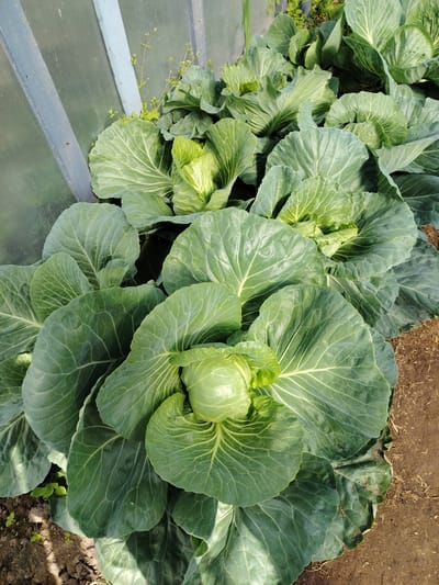 The image shows a close-up, overhead view of a row of several mature cabbage plants growing in a garden. The cabbages are large and healthy, with many dense, green leaves. Some of the cabbages are starting to form tight heads. The plants are arranged in a dense row, with their leaves overlapping. The ground beneath the cabbages is visible in some areas, showing dark soil. To the left of the cabbages is a structure with translucent panels and a light blue frame, possibly a greenhouse or cold frame. The scene suggests a rural or suburban garden setting within the village of Verchalishkaŭski sel'ski Savet, Belarus. There are no people visible in the image.