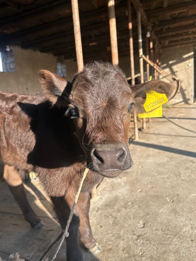 A brown calf stands in what appears to be an agricultural building in Mankent, Kazakhstan. The calf has a yellow ear tag with the number 01255829. The structure behind the calf is made of metal bars and possibly wood. Sunlight illuminates a concrete or paved surface.