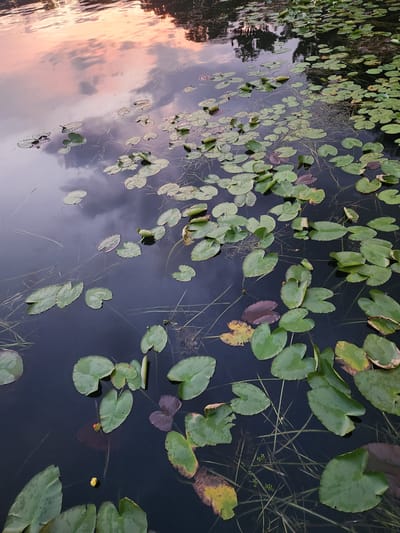 This is a close-up, eye-level, medium shot of a body of water with lily pads and reflections of the sky. The water is dark and still, with numerous green lily pads floating on the surface. Some lily pads are partially submerged or have been eaten. There are also some taller, thin reeds growing in the water. The reflections on the water suggest a sky with clouds, tinged with pink and orange hues, indicating either sunrise or sunset. The scene is tranquil and natural. The location is not specified as being in Winter Park, United States of America, but rather it appears to be a natural body of water, possibly a pond or lake, within an unspecified natural environment. There are no people or animals visible in the image.