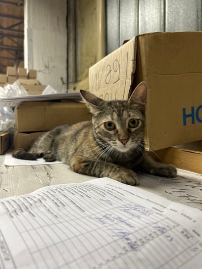 The image shows a tortoiseshell cat lying on a wooden surface in what appears to be a warehouse or storage area. The cat is looking directly at the camera with its green eyes. In the background, there are cardboard boxes stacked and some papers scattered around. The overall environment suggests an industrial or commercial setting. There is no indication of the city of Struma, Bulgaria, within the image.