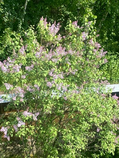 This image shows a close-up of a blooming lilac bush with clusters of small, pale purple flowers and vibrant green leaves. The bush is dense, with many branches and a full canopy. In the background, there is a wooden fence partially visible, and beyond that, the lush green foliage of trees and shrubs. The lighting suggests it is daytime, with sunlight dappling through the leaves. The scene appears to be an outdoor natural setting, possibly a garden or park area.