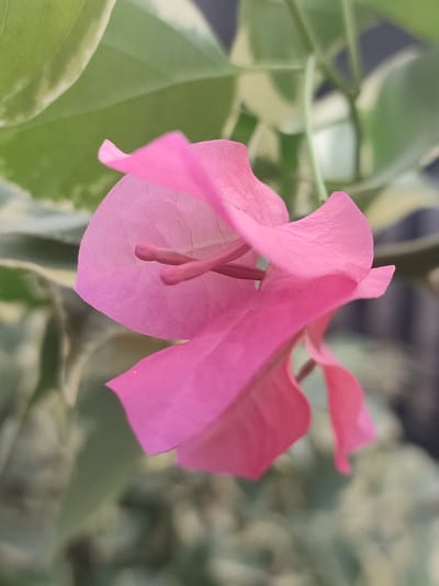 A close-up shot captures a vibrant pink bougainvillea flower, its delicate petals unfurling against a softly blurred background of green and variegated leaves. The flower's stamen, a lighter shade of pink, is visible within the bloom. The lighting is soft, highlighting the intricate textures and subtle folds of the petals. The image was taken in Blang Cut, Indonesia.