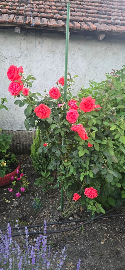In the city of Kalchevo, Bulgaria, a vertical shot captures a vibrant rose bush with numerous bright pink blooms, accented by its lush green foliage. The rose bush is supported by a tall, slender green stake, which stands centrally within the frame. To the left of the rose bush, a small conifer tree is visible, and further left, a red planter is partially seen. The foreground of the image is adorned with a cluster of delicate lavender flowers in bloom, with black irrigation hoses running horizontally across the ground behind them. In the background, a textured grey wall is topped by an old, terracotta-tiled roof, indicative of a residential setting. The overall scene suggests a well-maintained garden area.
