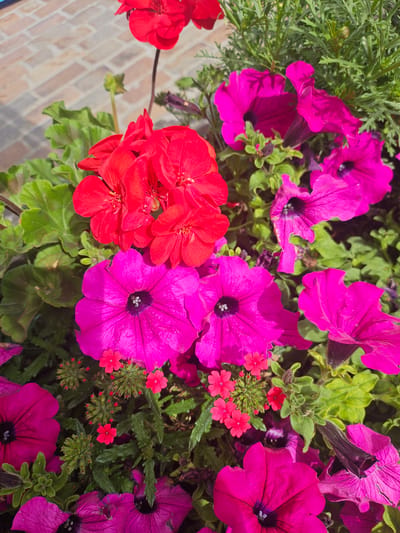 The image shows a close-up of a colorful flower arrangement in a planter. The planter contains bright red geraniums and vibrant fuchsia petunias. Some small, delicate red flowers, possibly verbena, are also interspersed among the larger blooms and green foliage. The background features a blurred view of a light-brown brick walkway, suggesting an outdoor setting. The lighting indicates it is daytime with sunlight illuminating the flowers. There are no people or animals visible in the image. The location is not specified as St. Moritz, Switzerland, and there is no indication of any specific city within the image itself.