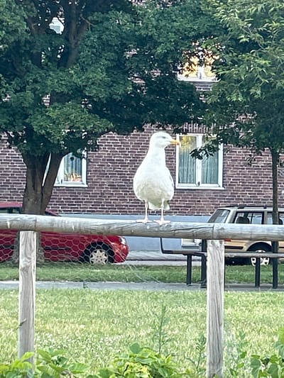 A full body, medium shot photograph shows a large white seagull standing on a weathered wooden railing. The seagull is facing left with its beak pointed forward and slightly upward. It has light blue eyes and its plumage is primarily white with some graying on its wings. The railing is horizontal and appears to be part of a fence or barrier.
In the background, a building constructed of red brick is visible. There are windows on the building, one of which is partially obscured by trees. A large tree with dark green leaves is situated to the left of the seagull and the building. To the right of the seagull and behind the railing, a portion of a light-colored vehicle, possibly an older model SUV or station wagon, is parked. In front of the building, a red car is partially visible. The ground in the foreground is covered in green grass with some scattered white wildflowers.
The image was taken in the city of Helsingborg, Sweden. The overall scene suggests an outdoor urban or suburban environment, possibly a residential area or park, where nature and man-made structures coexist. The lighting indicates it is daytime, likely late afternoon or early evening, given the warm tones in the background. There are no people visible in the image.