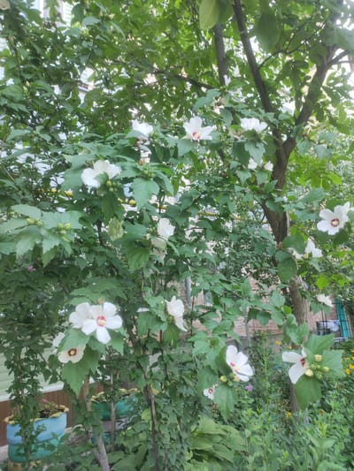 A close-up outdoor shot captures a hibiscus tree in bloom, its branches laden with large, white flowers featuring red centers. The tree is situated in a garden setting, with green foliage dominating the frame. In the background, hints of urban life appear, including a building with a pale green siding and a brick facade, suggesting a location within the city of Kara-Balta, Kyrgyzstan. Pots with plants are visible at the lower left, and other greenery fills the lower portion of the image. The overall scene depicts a tranquil natural element within a built environment.