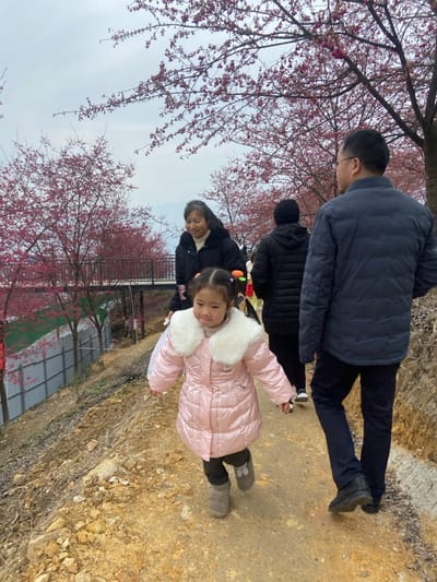 A group of people strolls along a dirt path lined with blooming cherry trees. A man in a dark blue jacket leads the way, followed by a person in black. An elderly woman and a young girl in a pink coat with a fluffy white collar walk together, the girl spreading her arms. The path runs alongside a hillside, and in the background are cherry trees and what appears to be a row of greenhouses. The sky overhead is overcast.