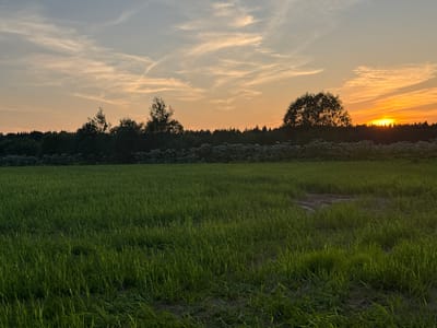 The image depicts an inverted landscape during sunset. The top portion of the image, which would normally be the sky, is filled with lush green grass, suggesting a grassy field or meadow. The bottom portion, which would normally be the ground, shows a serene sunset scene. A line of trees forms a dark silhouette against the warm hues of the sky, which transitions from golden yellow near the horizon to a soft grey at the top. wispy clouds are scattered across the sky, painted with the colors of the setting sun. A solitary tree stands prominently in the foreground of the sunset scene, its branches dark and intricate against the colorful sky. The sun itself is a bright, radiant orb on the left side of the image, casting a warm glow across the landscape. The overall mood of the image is tranquil and peaceful, evoking the quiet beauty of nature at dusk. The scene is set in Sorvino, Russia. There is no visible text in the image.