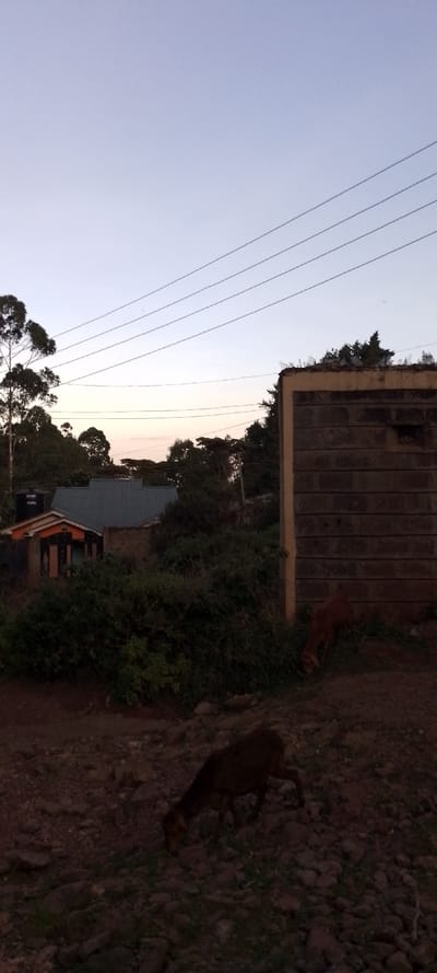 At dusk, a rural scene unfolds with a weathered, unpainted block building standing next to dense green bushes. Power lines stretch across a muted, pastel-colored sky. In the background, glimpses of rooftops and trees appear. In the foreground, two goats are grazing among the dark, rocky terrain, partially obscured by shadow.