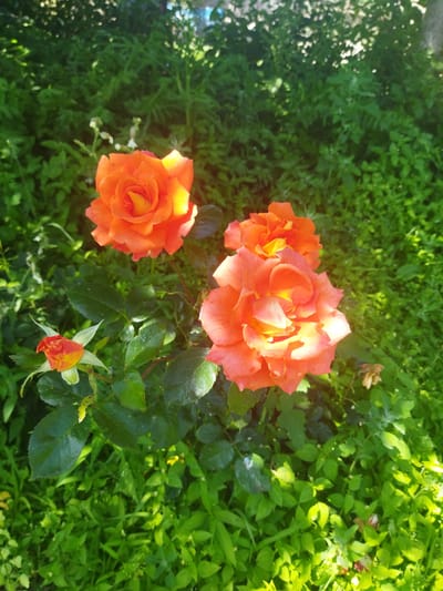 In the city of Кіраўскі сельскі Савет, Belarus, an outdoor scene showcases a cluster of vibrant orange roses in full bloom. The roses, varying in size, are positioned in the foreground, bathed in natural sunlight that highlights the rich color of their petals. The flowers are surrounded by lush green foliage, creating a natural and slightly wild garden setting. A single rosebud, partially opened, is also visible, suggesting the ongoing cycle of growth. The background consists of more dense greenery, with some areas appearing slightly out of focus due to the lighting and depth of field. There are no people or animals present in the frame.