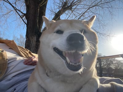 A low-angle shot captures a Shiba Inu dog from below, its head filling much of the frame. The dog's mouth is open, revealing its teeth and tongue. Above the dog is a blue sky dotted with bare tree branches. To the right is the trunk of a tree, and around the dog's head are portions of a person's clothing – a grey sweatshirt, a light-colored shirt, and a brown jacket. The location is an outdoor area, possibly a park, in Fabriki 1 maya, Russia, as indicated in the prompt.