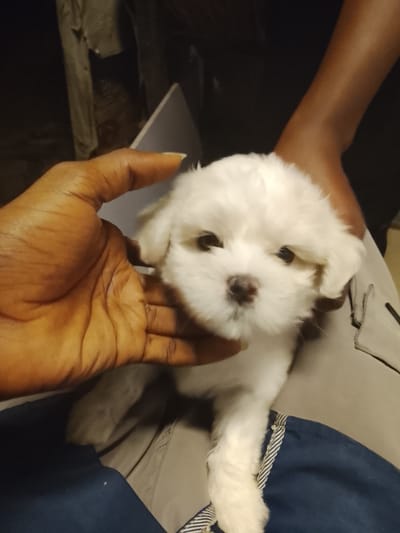 In Rumuokwuta, Nigeria, a close-up shot captures a person's hands cradling a small, fluffy white puppy. The puppy's face is turned towards the camera, with dark eyes and a pink nose. The person's hands, with visible skin texture and fingernails, gently support the puppy. The background is dimly lit and out of focus, showing hints of indoor elements like fabric and possibly a wall. The overall scene appears to be an intimate moment between a person and a young dog.