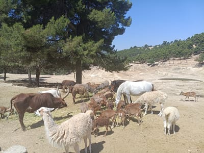 The image depicts a rural landscape near Penàguila, Spain, under a clear blue sky. A herd of various animals, including cattle, horses, sheep, goats, and a llama, are gathered in a sandy enclosure, grazing on hay. In the background, a hillside is covered with pine trees, typical of the region. The scene is set during the day, with sunlight casting shadows.