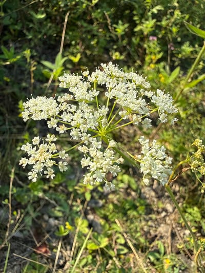 An outdoor, eye-level, close-up shot focuses on a cluster of delicate white flowers. The flowers are small and star-shaped, arranged in an umbel formation. They are predominantly white, with some yellowish accents, and appear to be in full bloom. The background is a soft blur of green foliage and brown earth, suggesting a natural setting. Sunlight illuminates the flowers, creating highlights and casting subtle shadows. No people or animals are visible in the image. The scene depicts a natural environment in Большие Шады, Russia.