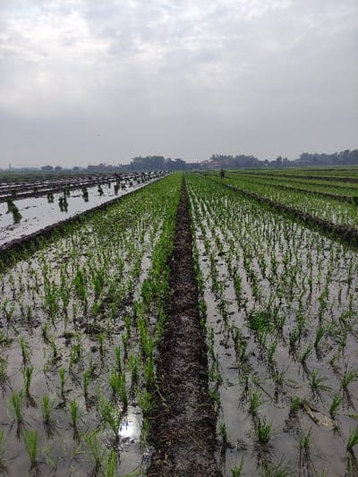 An eye-level shot captures a vast, flooded rice paddy field in Wonoayu, Indonesia, under an overcast sky. The scene is dominated by numerous rows of young, green rice plants sprouting from the dark mud and standing in shallow water. The water surface reflects the dull, cloudy sky, creating a soft, diffused light across the field.
In the foreground and midground, the individual rice seedlings are clearly visible, planted in neat, parallel lines that stretch into the distance. Darker, raised earth or mud paths run between sections of the paddy, providing clear demarcation. The water appears calm, with subtle reflections of the sky and distant elements.
Towards the horizon, a narrow strip of dark green foliage, likely trees, forms a backdrop. Small, indistinct buildings or structures can be seen nestled among the trees. A lone human figure, small in stature due to the distance, is visible amidst the rows of rice plants in the midground, suggesting ongoing agricultural work. The sky is a uniform light grey with scattered, indistinct clouds, indicating a cloudy or hazy day, without direct sunlight. There is no visible text in the image. The overall impression is one of peaceful, rural agricultural activity.