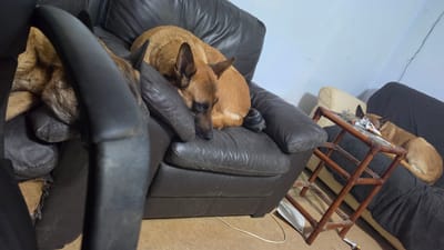 The image displays an indoor scene featuring two dogs resting on a dark brown leather sofa. The setting appears to be a casual living area in a home in Magny-les-Hameaux, France.
On the left side of the sofa, a light brown/tan dog, resembling a Malinois, is curled up and appears to be sleeping soundly, with its head resting against the sofa's armrest. Partially visible on the right, a second dog with a mottled brown and black coat, possibly a German Shepherd, is also resting on the sofa.
The dark brown leather sofa shows signs of wear, including a visible tear on a cushion on the right. To the left of the sofa, in the background, stands a wooden, multi-tiered side table or shelf unit, possibly crafted from rattan or bamboo, with distinct woven-like patterns on its corners. On the top surface of this table, an ashtray containing cigarette butts and some white and red packaging or paper are visible. Behind the wooden table, a dark grey/black fabric-covered item, likely another piece of furniture or a large dog bed, is present, alongside a light cream-colored cushion or dog bed underneath the table.
The floor is a light brown/tan, with an electrical cord running across it. The visible wall on the lower left is painted a light blue or grey hue. The dogs' relaxed postures convey a sense of comfort and tranquility in the room. No explicit text is clearly legible on any objects within the frame.
