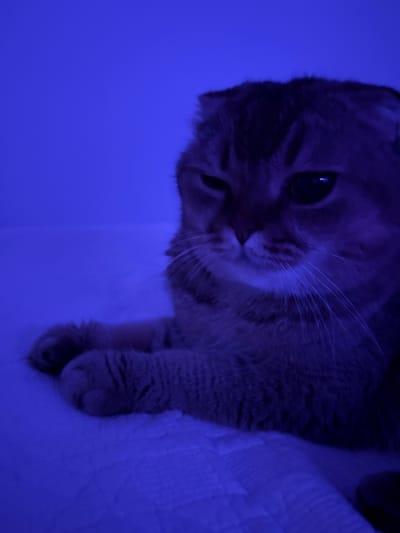 An indoor, close-up, eye-level shot shows a Scottish Fold cat lying down, facing to the left with its head slightly tilted. The cat has distinctive folded ears and its fur is a mix of brown, tan, and black stripes. One eye is partially closed, giving the cat a sleepy or coy expression. The image is heavily lit with a blue light, casting a deep blue hue over the entire scene. The cat is resting on a white, textured surface that appears to be a bed or blanket. The background is a plain, solid blue. The location is not specified within the city of Vaughan, Canada.