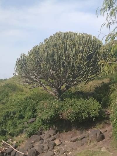 This image depicts a natural outdoor scene in West Uyoma ward, Kenya. The central subject is a large, mature candelabra tree with a thick trunk and numerous upright, columnar, green branches forming a dense, rounded crown. The tree is situated on a gently sloping hillside covered in varying densities of green foliage and exposed dark, irregular rocks. Below the tree, a cluster of dense green bushes is visible. The immediate foreground features a rocky ground composed of dark, irregularly shaped stones, with a visible dirt path winding on the right side. The background consists of a lightly vegetated, grassy hill ascending towards a horizon beneath a partly cloudy, light blue sky. No people, animals, or artificial structures are present.