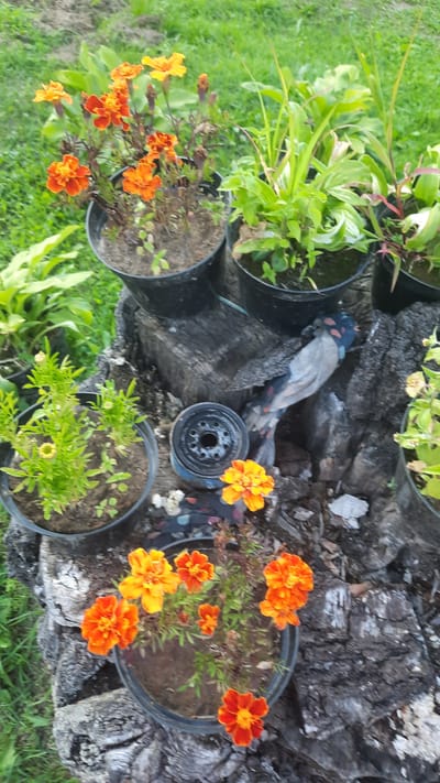 The image shows a close-up of several potted plants, primarily marigolds with orange and yellow flowers, placed on a rough, weathered wooden surface that appears to be a tree stump. The stump is set in an outdoor environment with green grass and other plants in the background. There are at least four black plastic pots visible, each containing different plants. One pot on the far left contains a small green plant with some yellow buds. A larger pot to its right has several orange and yellow marigolds. Another pot in the middle appears to contain a lush green plant with long, slender leaves. A fourth pot, partially visible on the far right, also contains green plants. In the foreground, a single orange marigold is visible in a pot, with other fallen petals scattered around. A black cylindrical object, possibly a car part, is also on the stump near a decorative fabric item with a bird-like pattern. The lighting suggests it is daytime. The location of Славенскі сельскі Савет, Belarus, is a rural administrative division in Belarus, suggesting this scene might be in a garden or yard in a rural setting within that region.