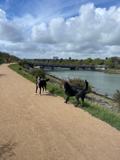This image, taken in Portsmouth, United Kingdom, depicts an outdoor scene along a waterside path on a partially cloudy day. The perspective is slightly elevated, looking across a wide body of water, likely a river or estuary. On the near side, a light brown, unpaved path runs parallel to the water, bordered by green grass and scattered bushes, some with yellow blossoms.

Two dogs are prominent subjects on the path, appearing to be in motion. The dog in the foreground is a black Labrador-type dog, captured mid-stride with its mouth open, wearing a blue collar. Further back on the path, another dog, a black and white Border Collie-type, is also in an active pose, wearing a pink collar or harness. Both dogs seem energetic and joyful, likely enjoying a walk.

Across the water, the opposite bank is densely covered with trees and greenery. Various structures are visible, including a long, dark bridge-like structure or dock with several boats moored alongside. In the distance on the far bank, a modern, light-colored multi-story building and other urban or industrial structures can be seen under a mixed sky of bright blue patches and large white to gray clouds. A red lifebuoy is visible attached to a post beside the path further down on the left. The sun appears bright, casting subtle shadows, suggesting a late morning or early afternoon setting. No specific legible text is visible in the image, although a green sign is partially obscured on the distant bank.