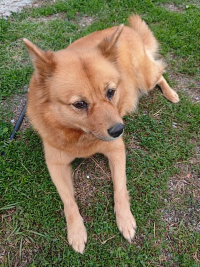 A medium-sized, reddish-brown dog with pointed ears and a fluffy tail lies on a patch of green grass mixed with dry vegetation and gravel. The dog is looking to the right, with its head slightly tilted. Its front paws are extended forward, and its hind legs are tucked beneath its body. In the background, out of focus, is more grass and some gravel. The image appears to have been taken outdoors in daylight.