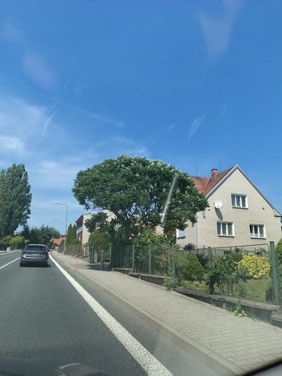 The image depicts a street scene in Želčany, Czechia, on a clear, sunny day, likely in the late morning or early afternoon given the bright sunlight and shadows. The perspective appears to be from inside a vehicle, looking out and slightly upwards.
The foreground shows a two-lane asphalt road with a white line marking the lane division. A silver car is driving in the right lane, facing away from the viewer. To the left of the road is a paved sidewalk made of interlocking grey bricks, bordered by a curb.
Beyond the sidewalk, there's a grassy area with a green metal fence. Behind the fence, a multi-story building with a light beige facade and a red tiled roof is visible. The building has several white-framed windows. A satellite dish is mounted on the side of the building.
A large, lush green tree with dense foliage dominates the middle ground, partially obscuring the building and the sky. There are also other smaller trees and bushes, as well as flowering plants, in the garden area. Further down the street, more trees and buildings can be seen, suggesting a residential or suburban setting. A street lamp is also visible along the roadside.
The sky is a vibrant, clear blue with a few wispy white clouds. The overall impression is of a peaceful, ordinary day in a European town. No people are clearly visible in the image. There is no visible text in the image.