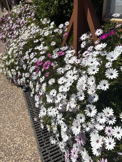 The image captures a ground-level view of a flowerbed in Fréjus, France, with a dense collection of white and purple daisies. Some daisies have black centres, while others show shades of lilac. A brown wooden structure, possibly part of a fence or display, is situated among the flowers. Adjacent to the flowerbed is a section of paving with a coarse, pebbled texture, leading to a dark, slotted drainage grate. The photograph is angled, presenting the flowers and paving in a diagonal arrangement. The light source seems to be from above, casting shadows within the flowerbed and on the drainage grate.